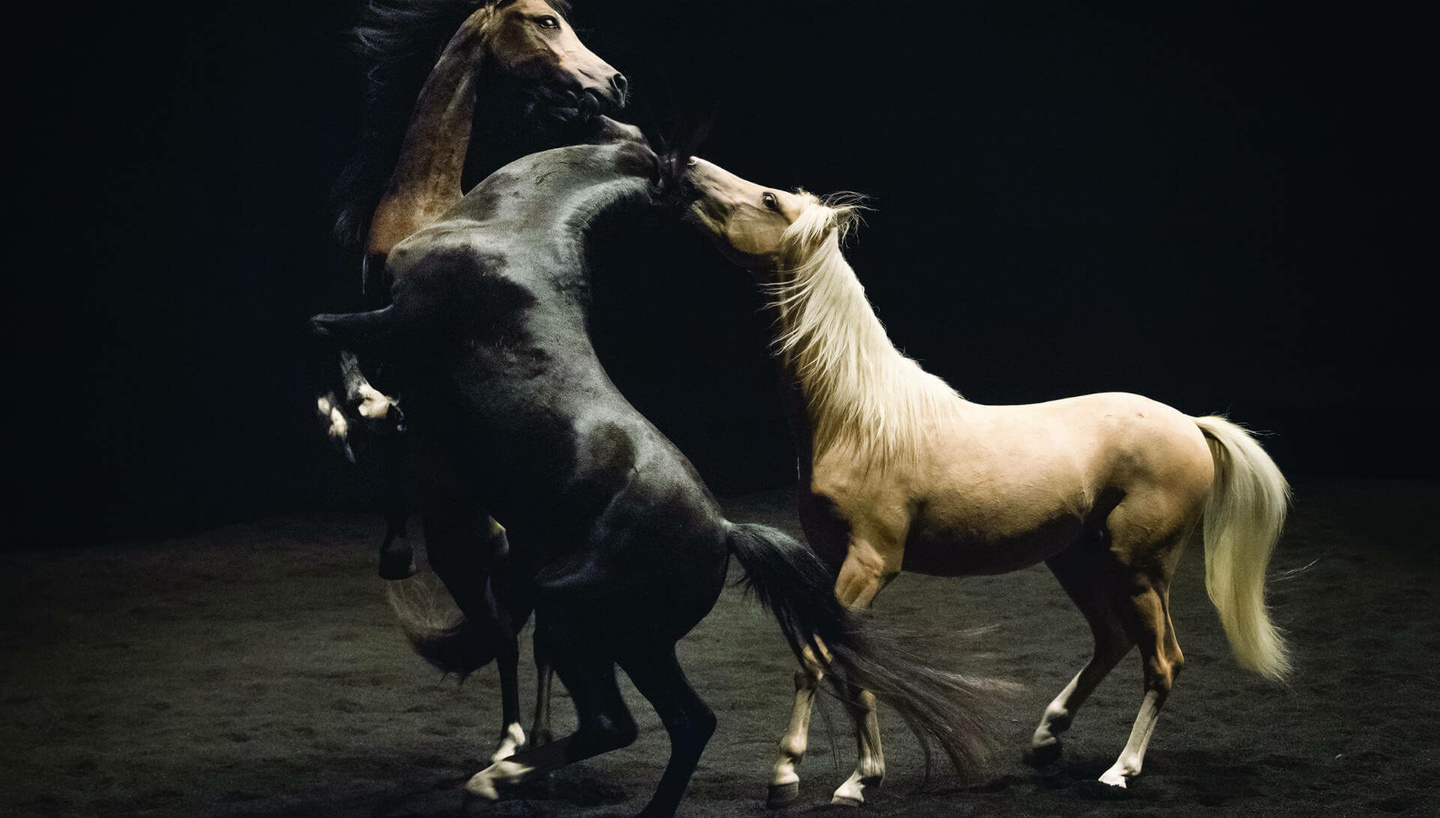 MAC - Ex Anima - Crédit Atlas V - MK2 films - Arte France - Théâtre Équestre Zingaro.jpg